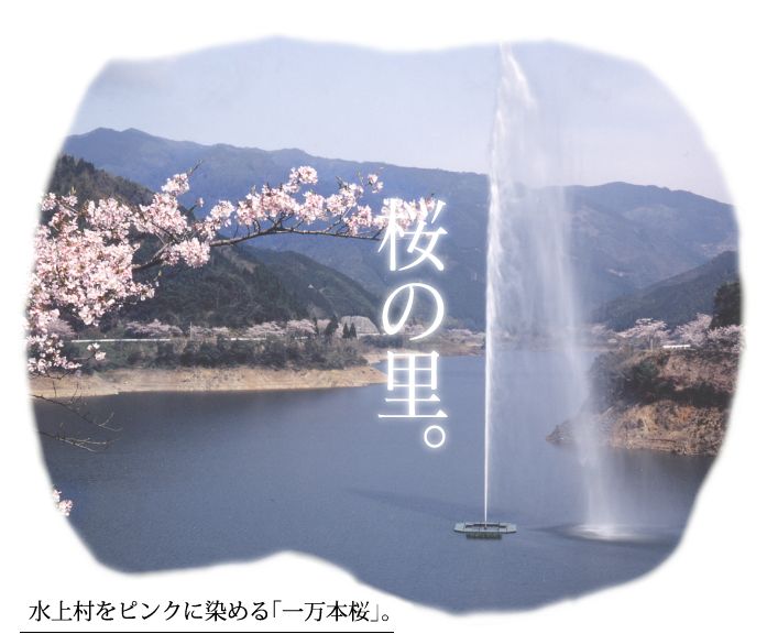 水上村をピンクに染める「一万本桜」。
