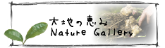 大地の恵み