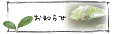 お知らせ