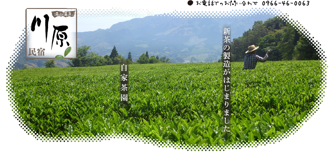 新茶の製造が始まりました